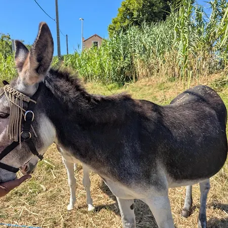Les Maristella, Ninu * Aregno
